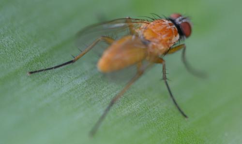 Réf. 348 548 : Achanthiptera rohrelliformis
